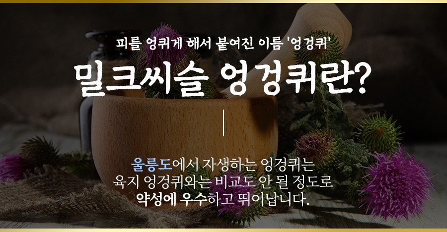 울릉도 엉겅퀴 원물 소개